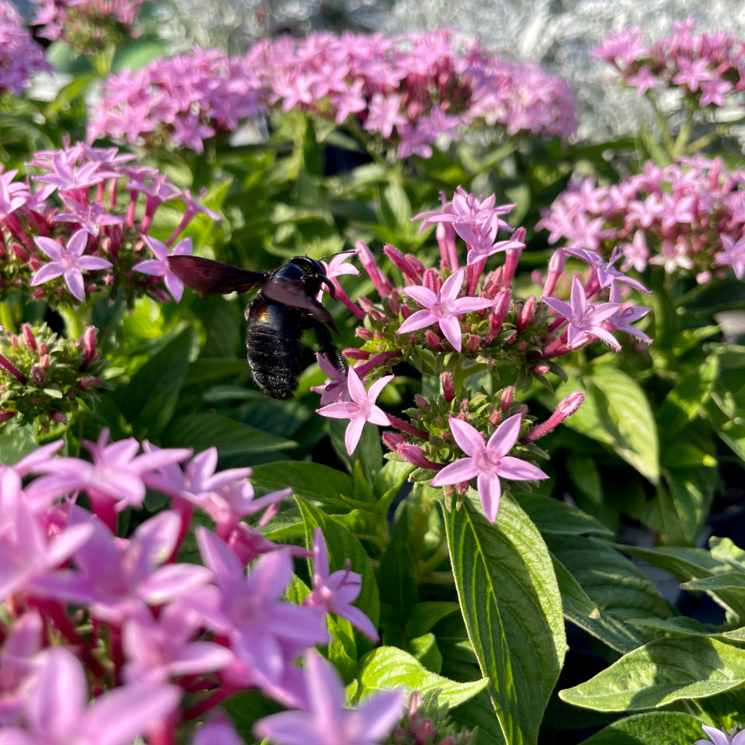 Pentas with Bee, perennial flower